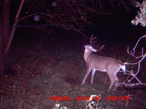 trail cam 2009 045