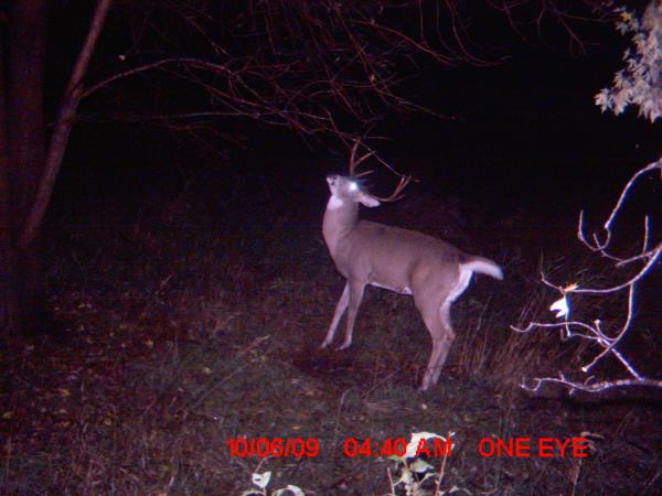 trail cam 2009 046
