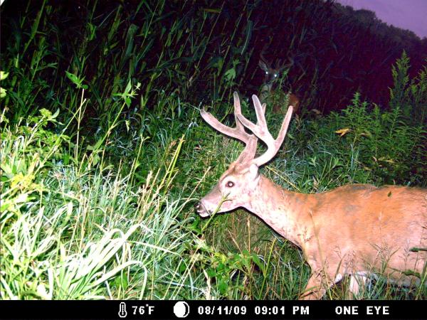 trail cam 2009 078