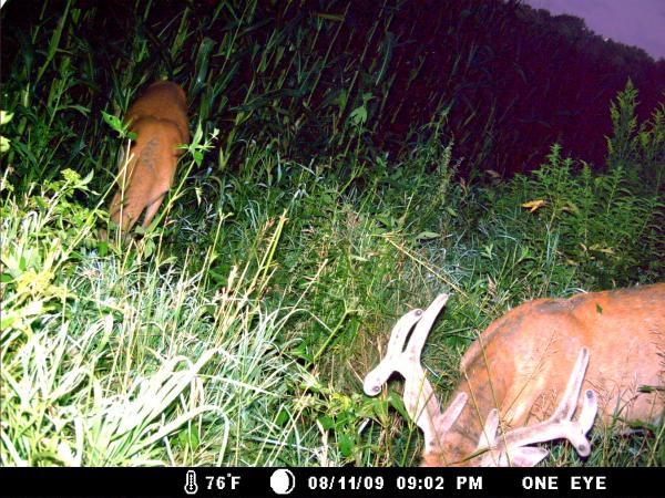 trail cam 2009 079