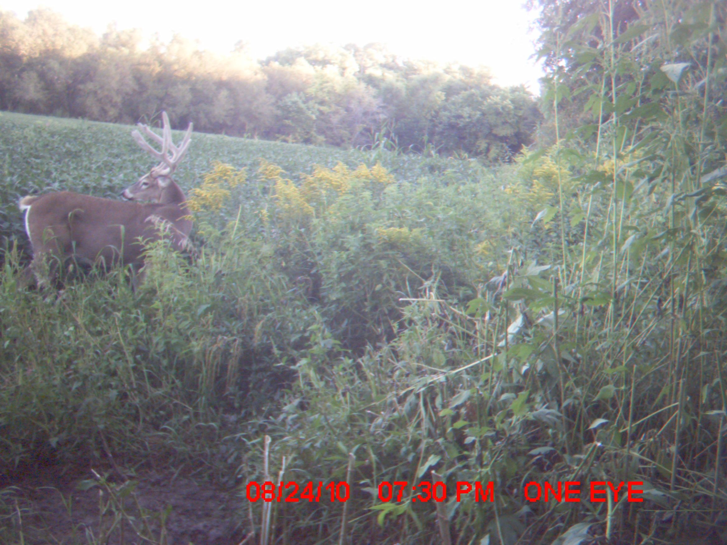 trail cam 2010 059