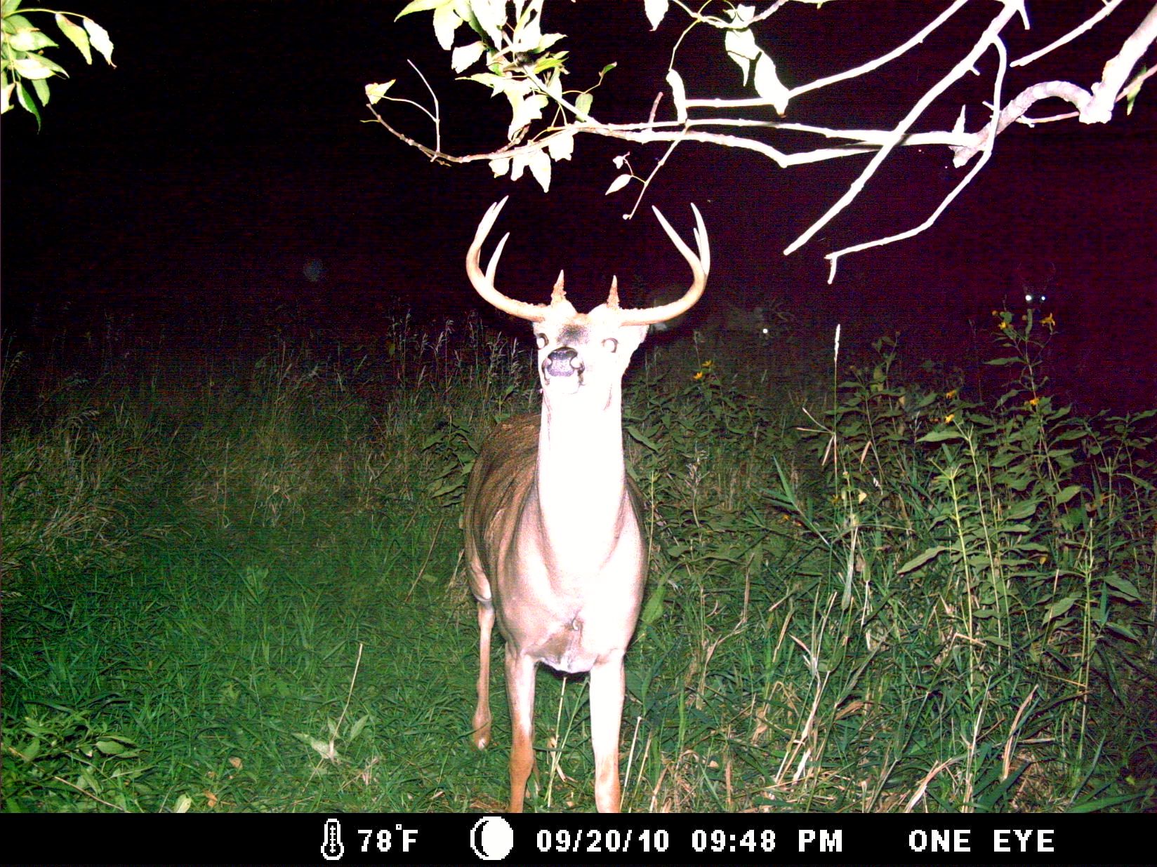trail cam 2010 178