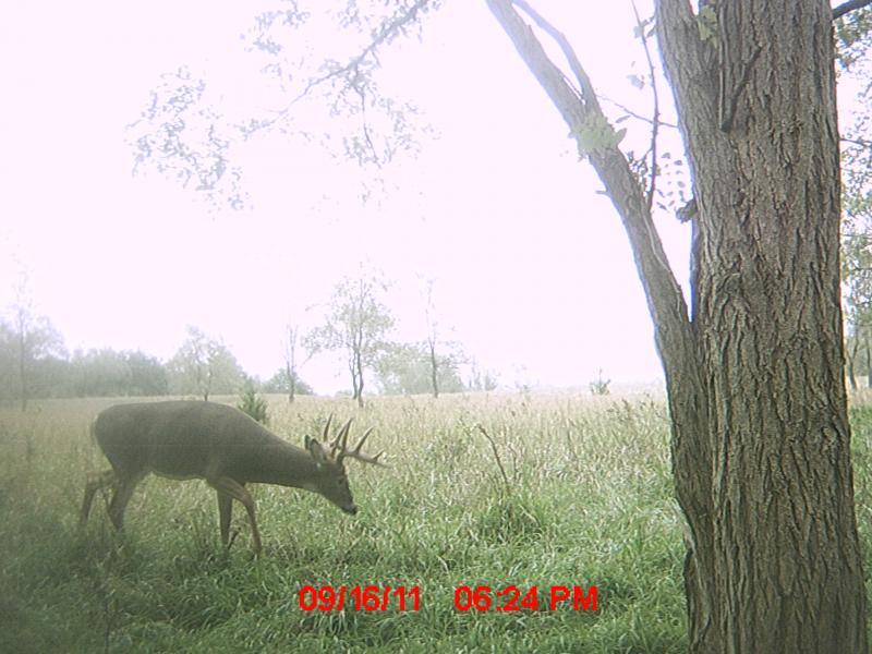 Trail cam 2011