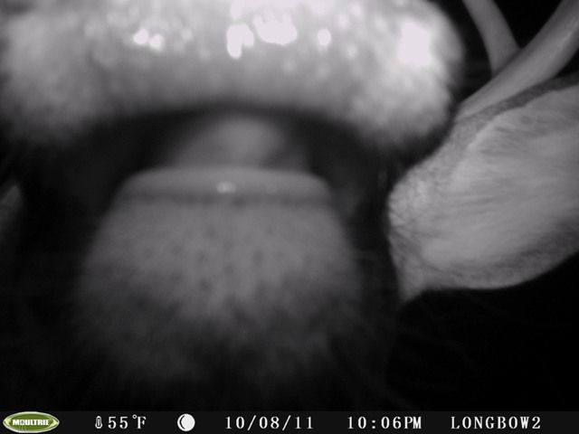 Trail Cam Kiss