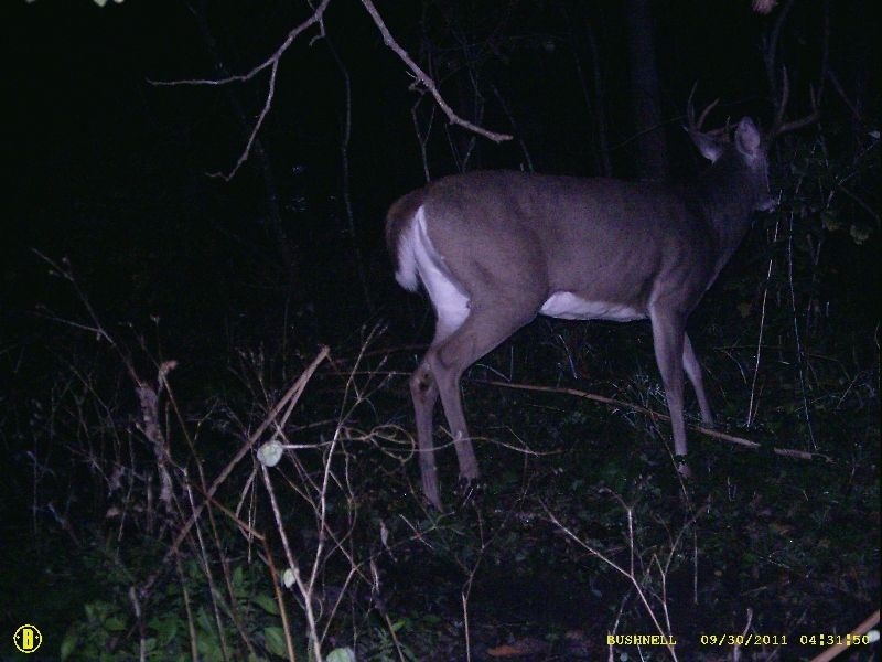 Trail Cam Photos 2011