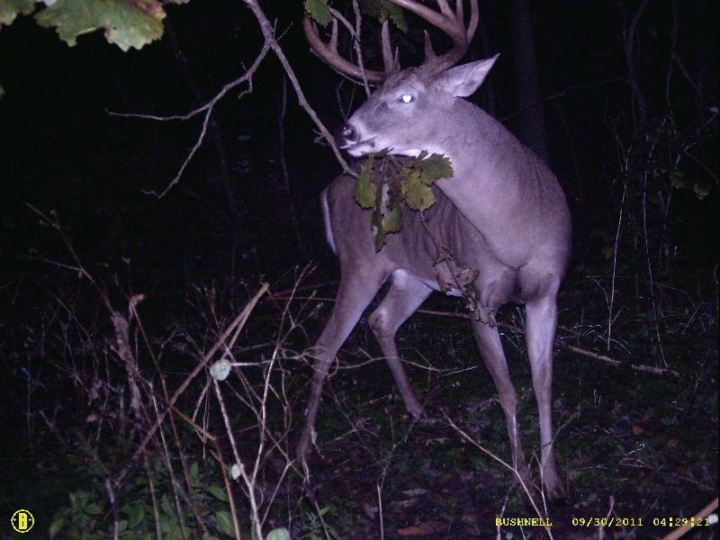 Trail Cam Photos 2011