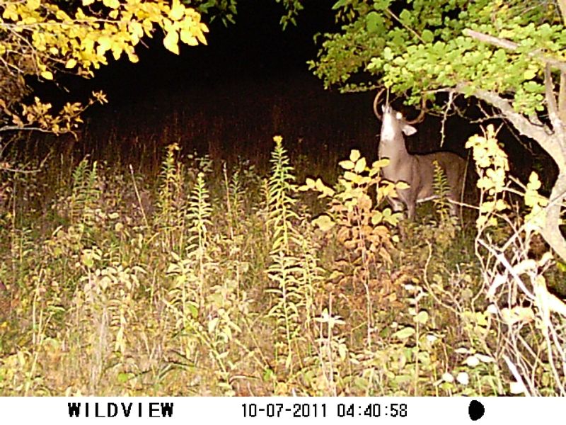 Trail Cam Photos 2011