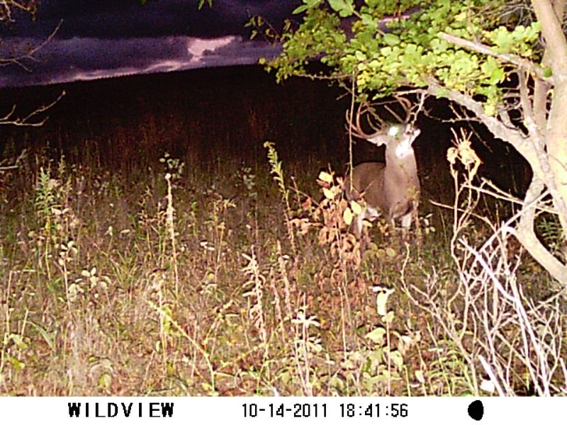 Trail Cam Photos 2011