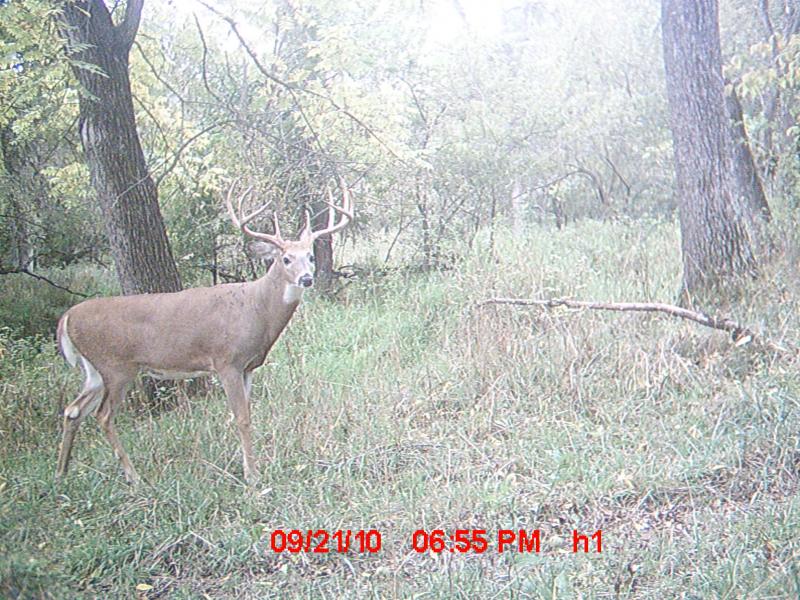trail cam pics 2011 2