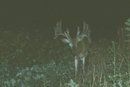 Trail Cam Pics