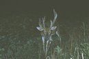 Trail Cam Pics