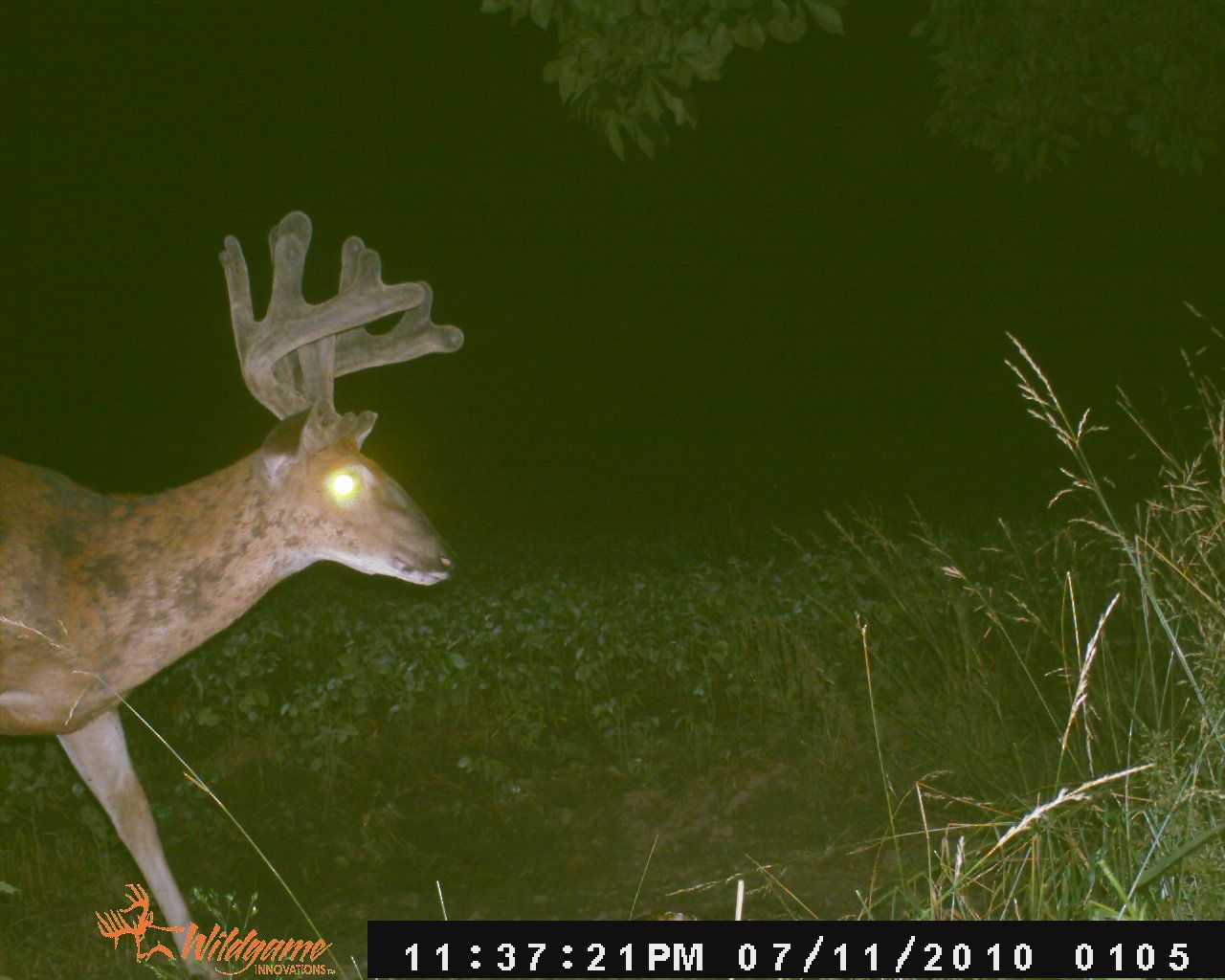 Trail Cam