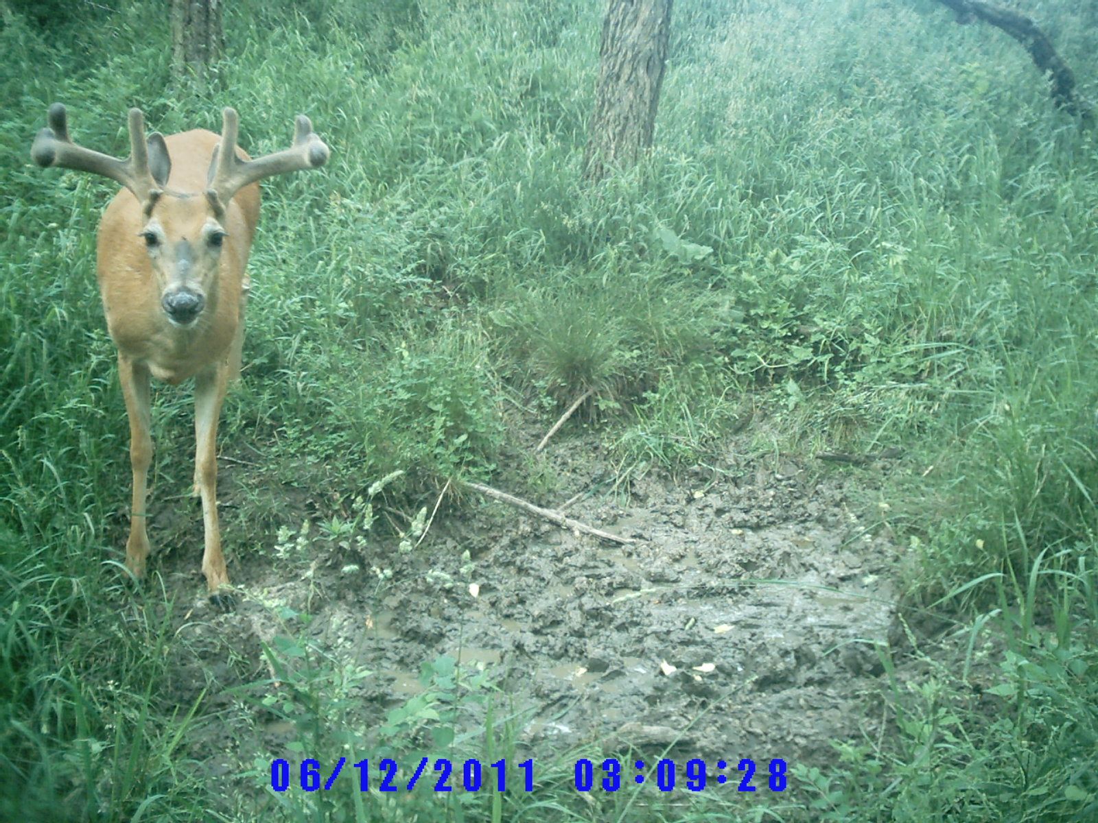 Trail Cam