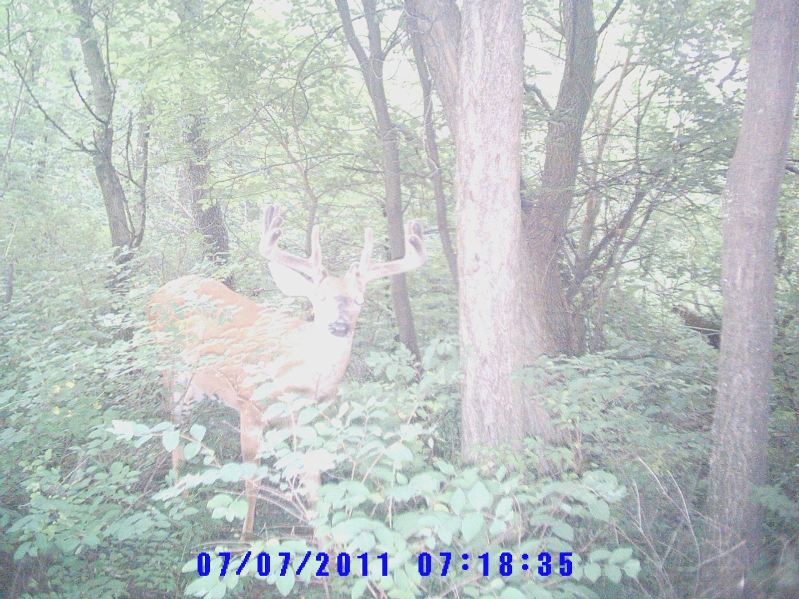 Trail Cam