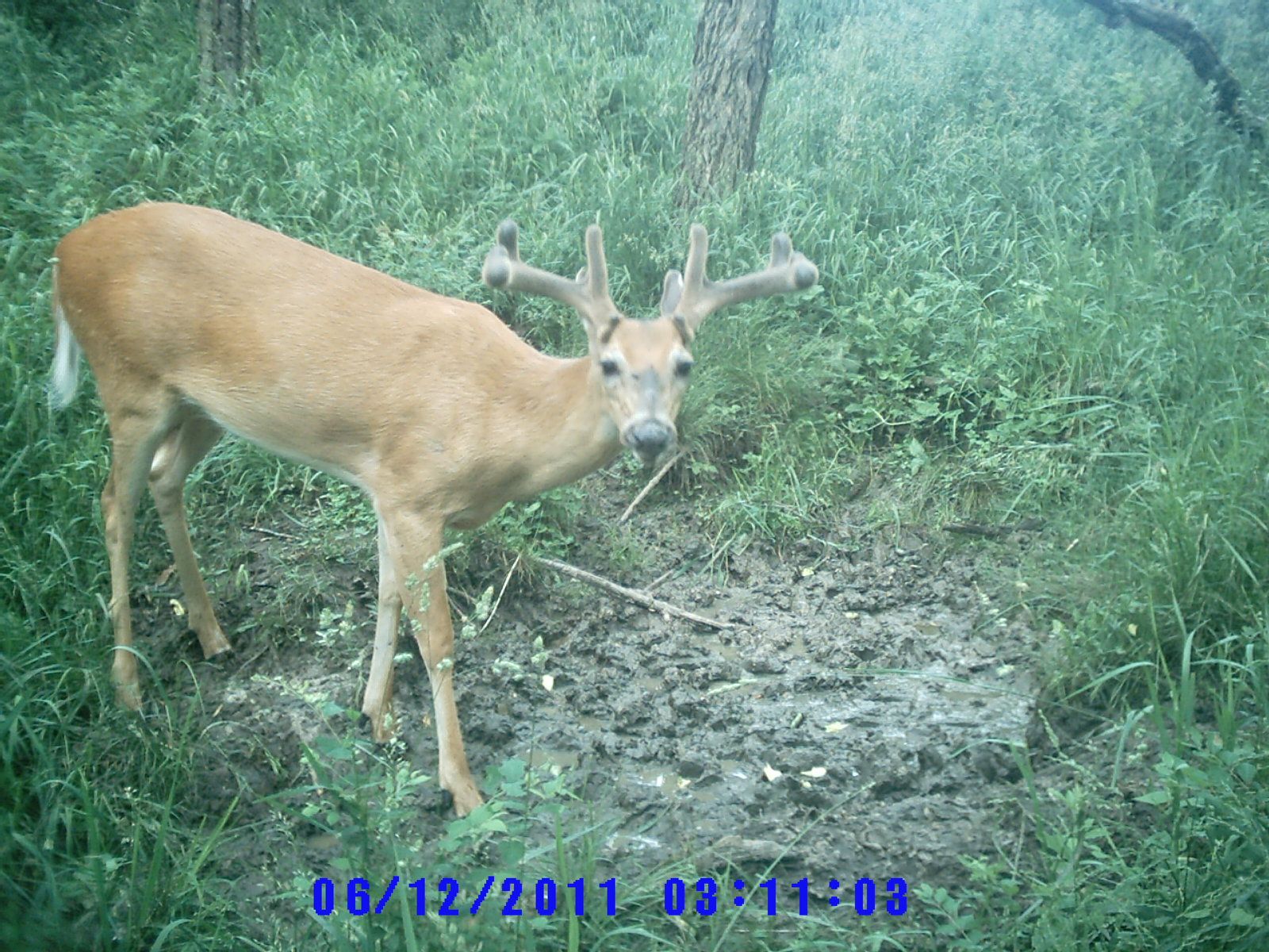 Trail Cam