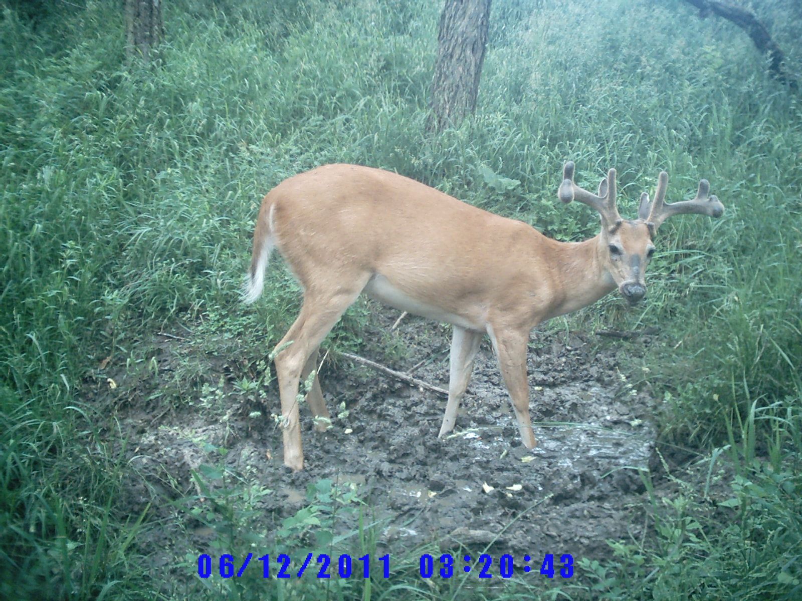 Trail Cam