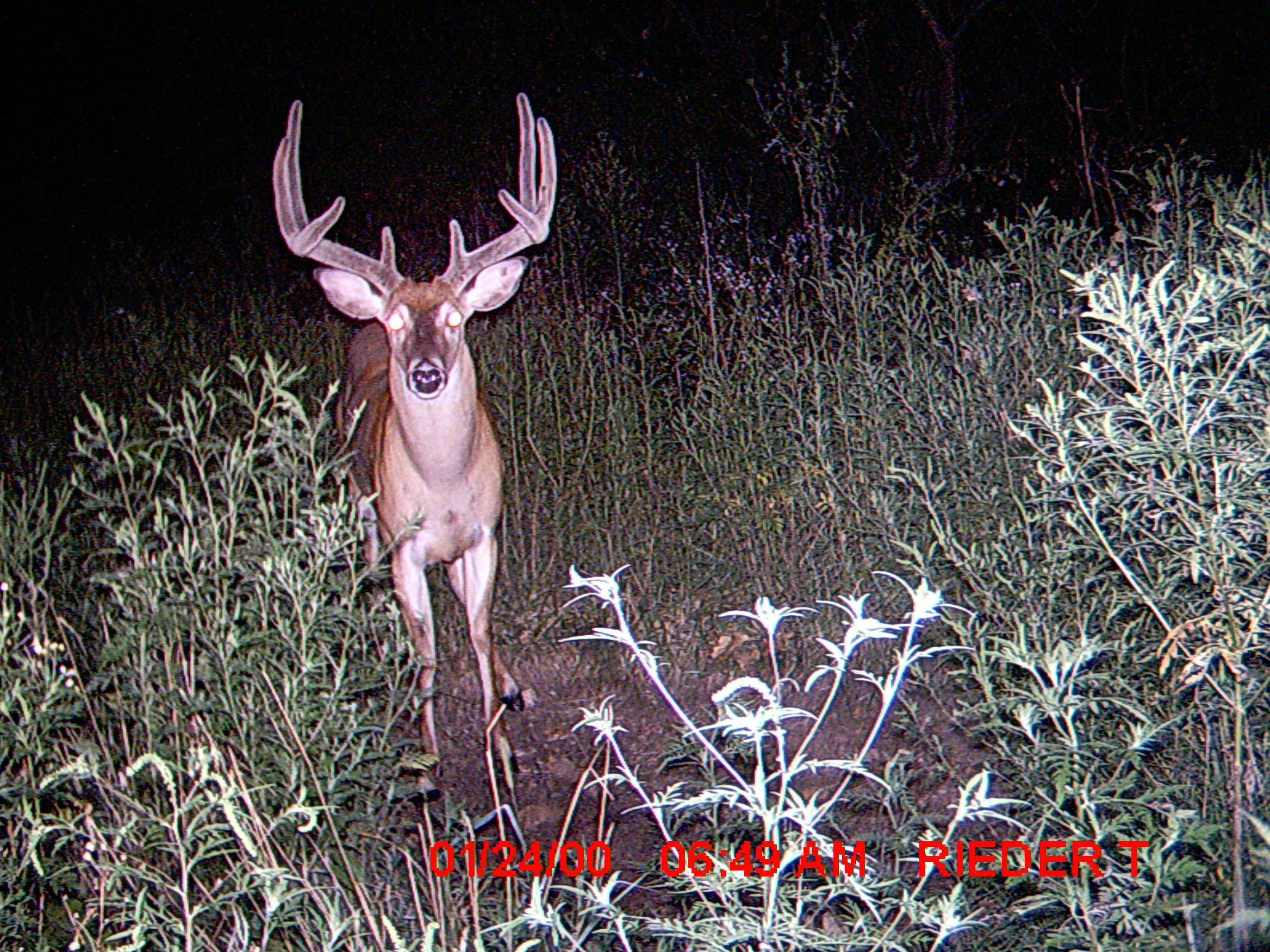 Trail Cam