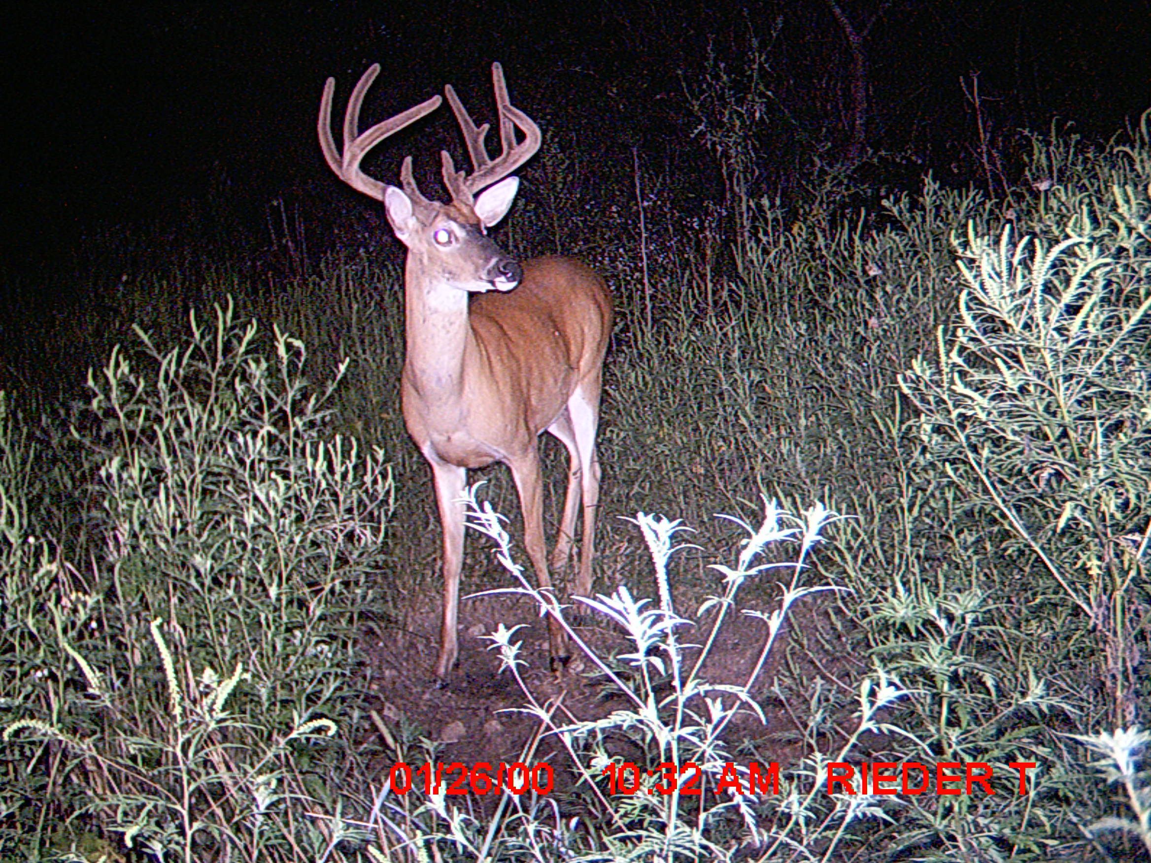 Trail Cam