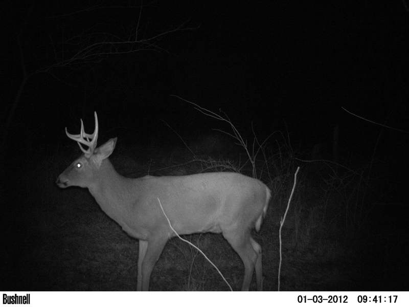 Trail Cam