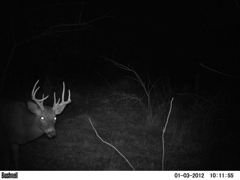 Trail Cam