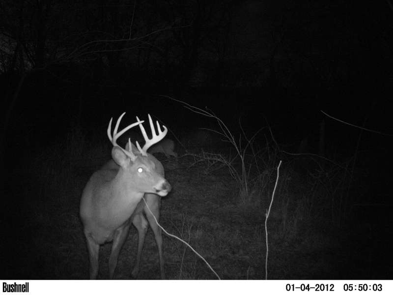 Trail Cam