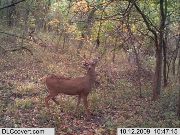 Trail Cam