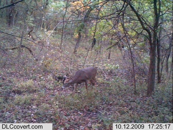 Trail Cam