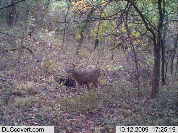 Trail Cam