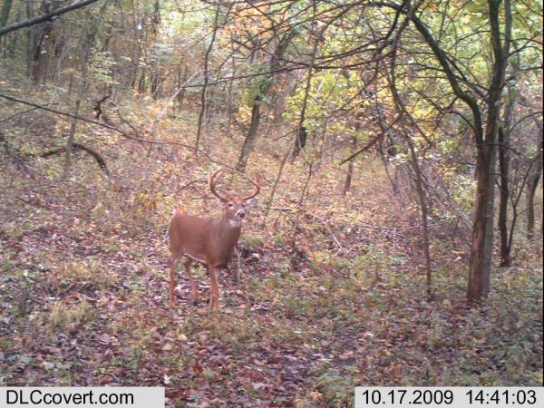 Trail Cam