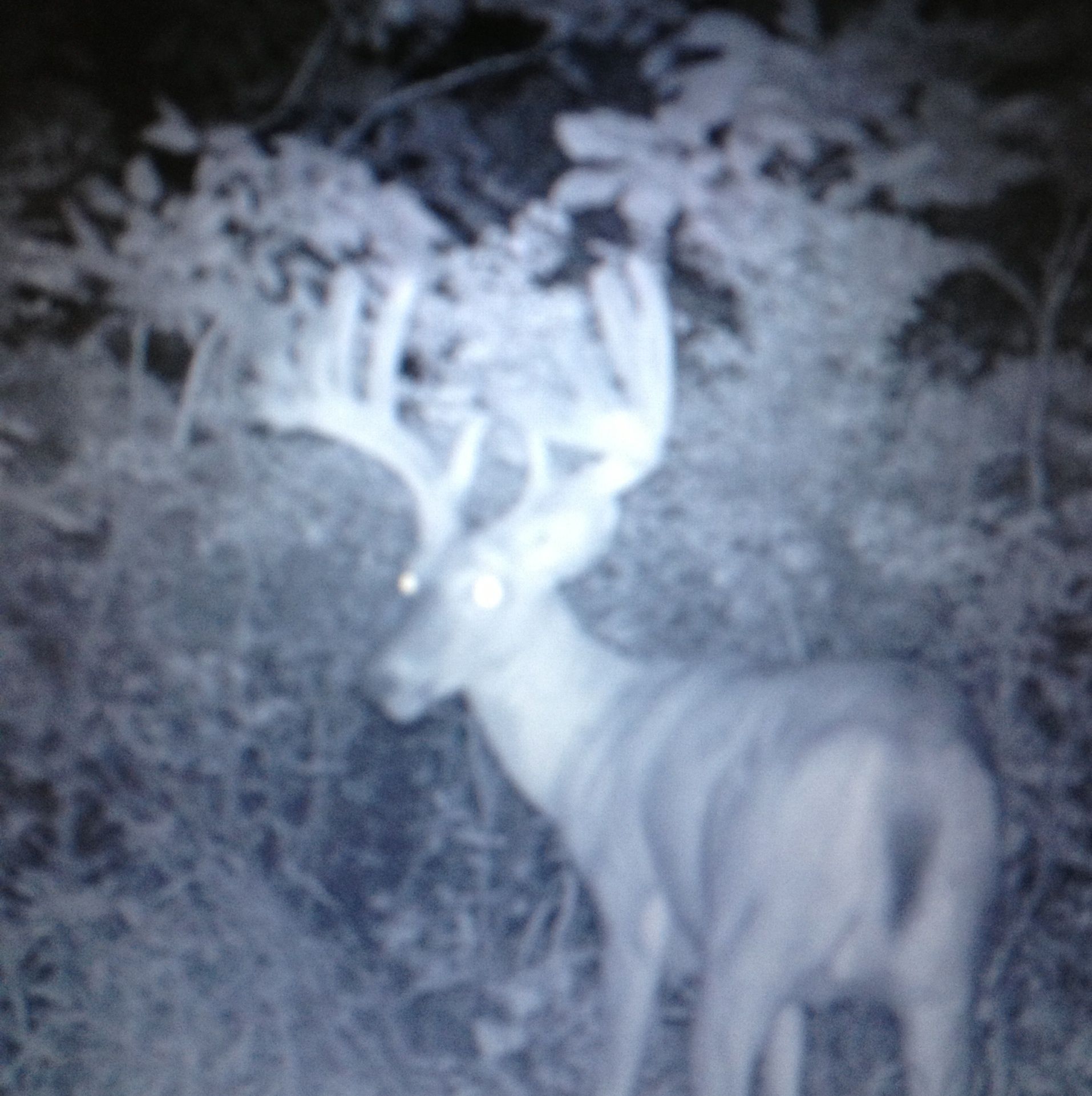 Trail Cam