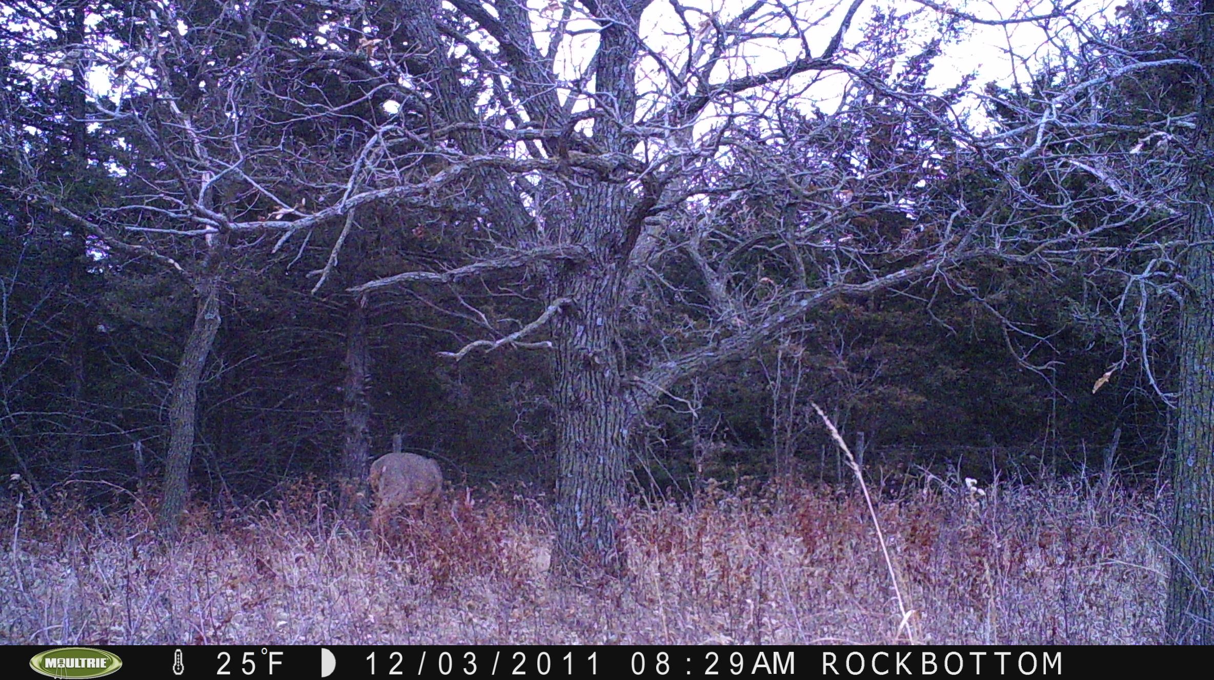 trail cam2011 034