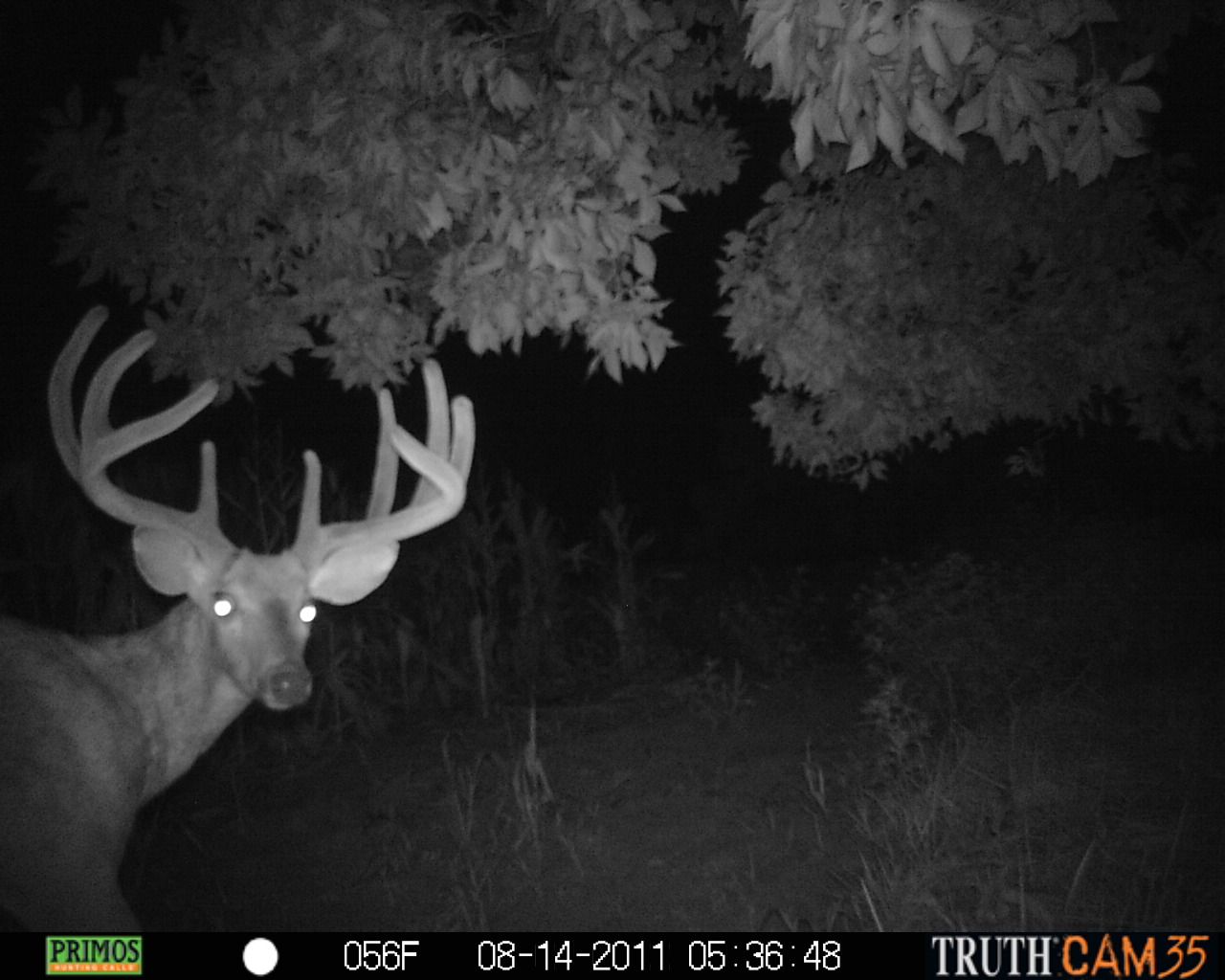 Trail Cams