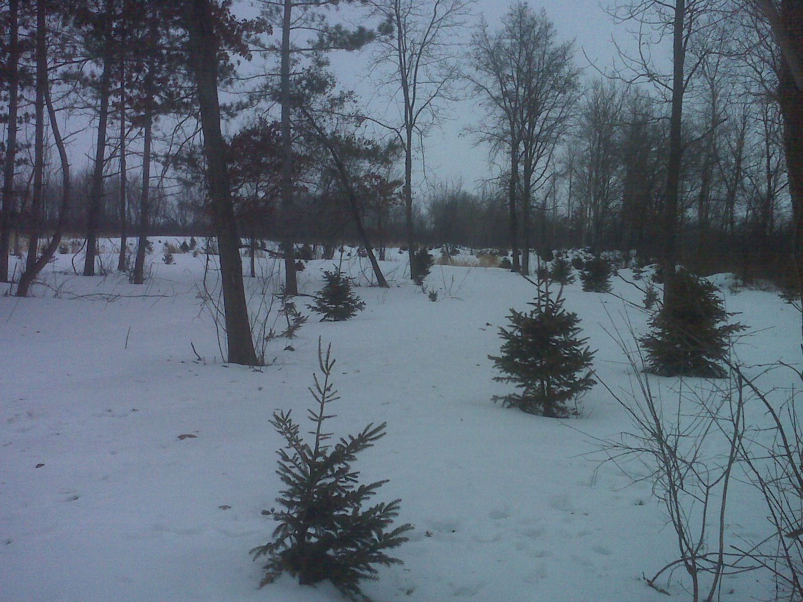 Transplanted Spruce Trees