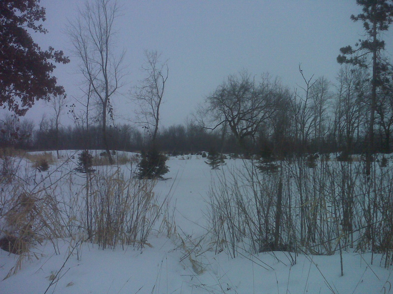 Transplanted Spruce Trees