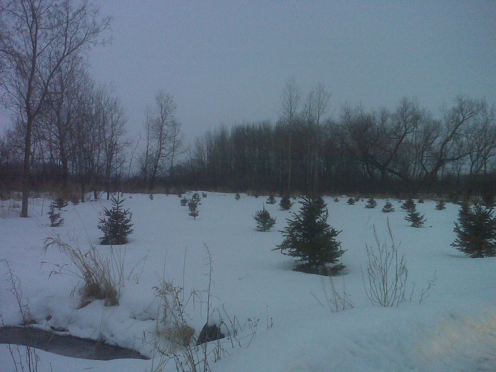 Transplanted Spruce Trees