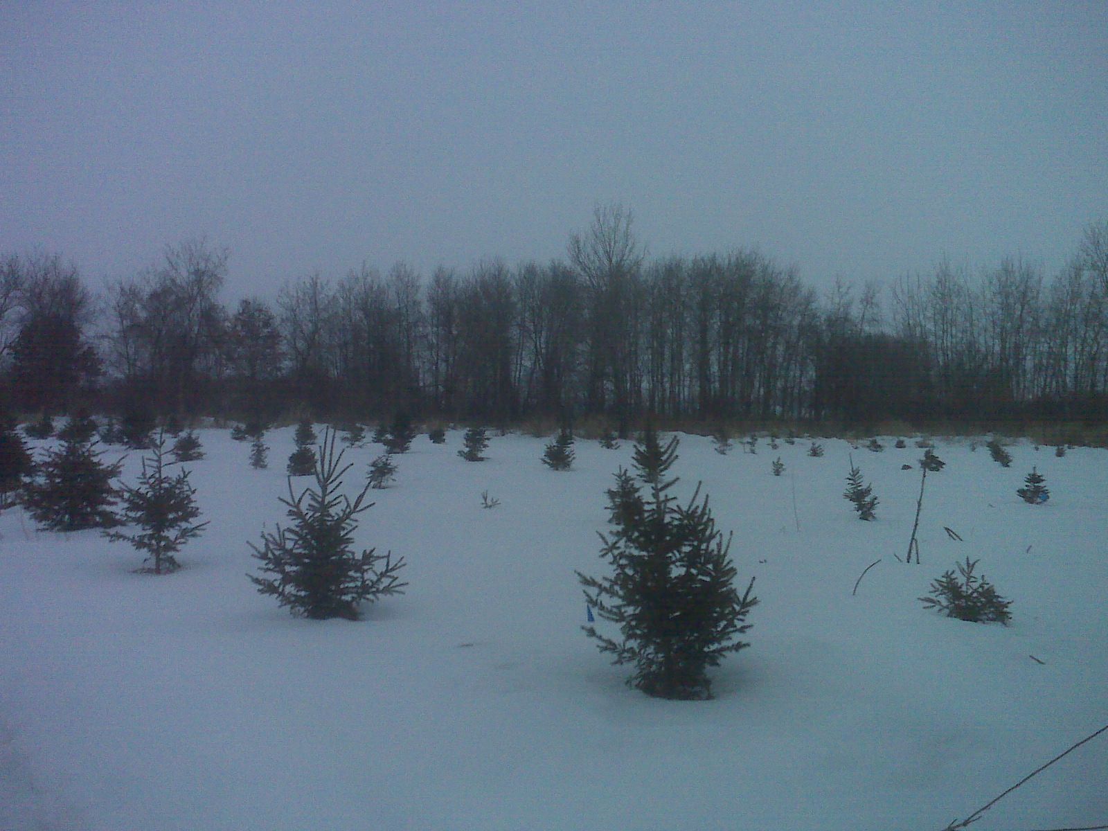 Transplanted Spruce Trees