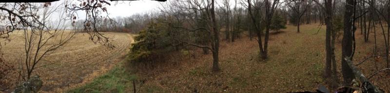 Tree Stand View