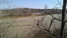 tree stand view