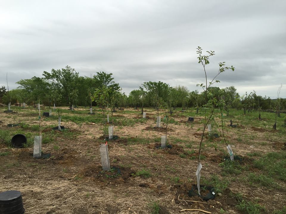 Trees 2