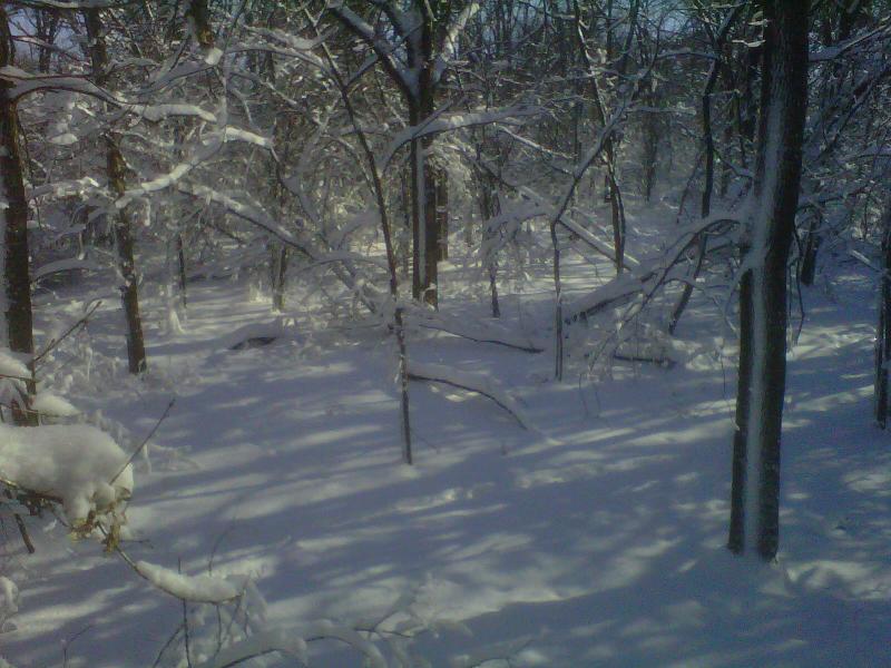 treestand