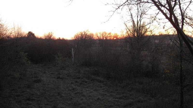 Treestand