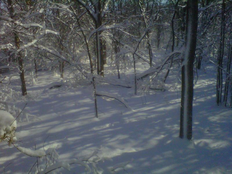 treestand3