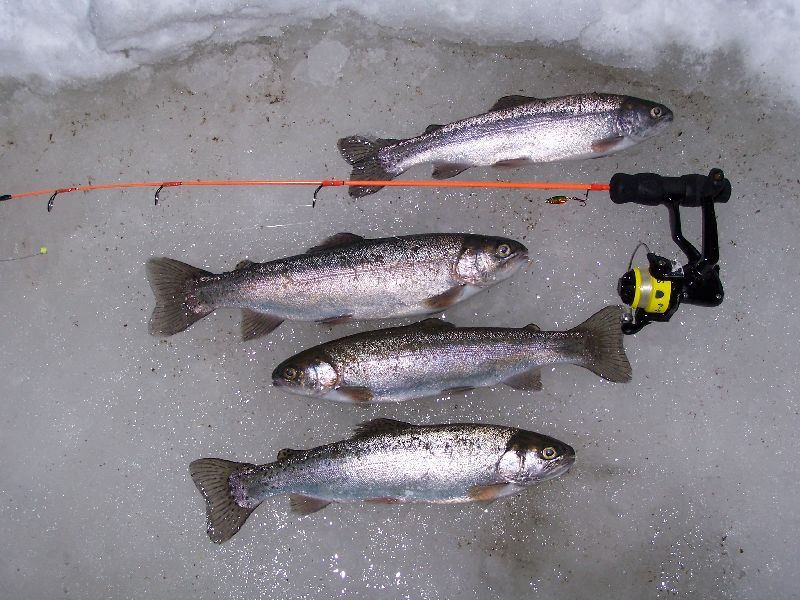 Trout