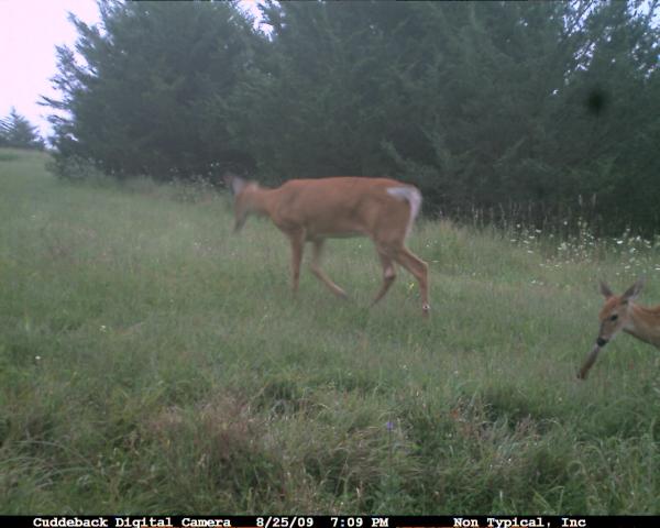 turkey feather in fawns mouth
