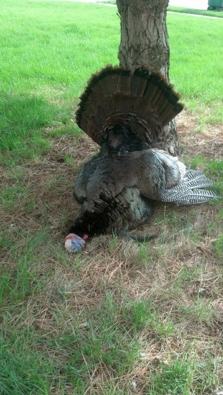 Turkey