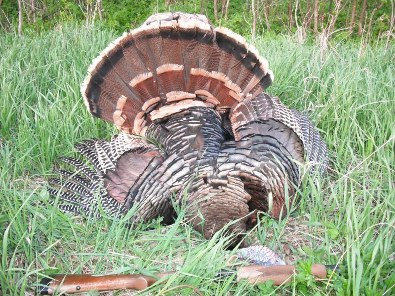Turkeys 004