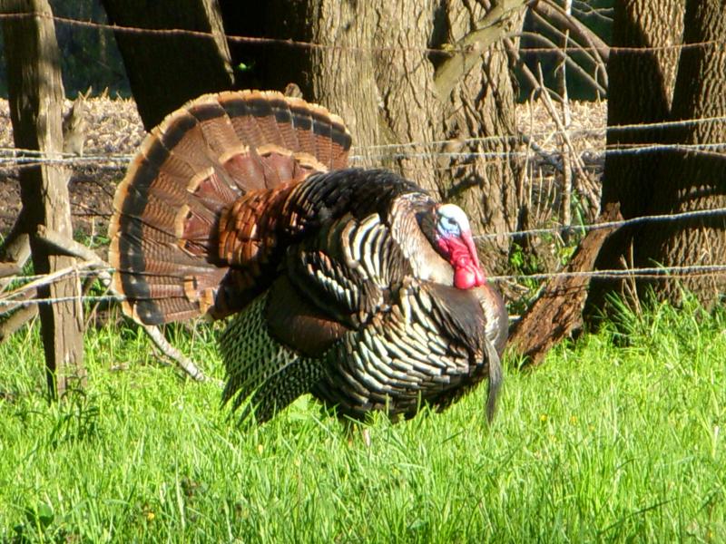 Turkeys 042710 018