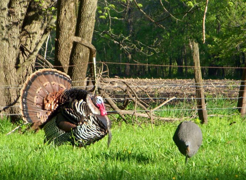 Turkeys 042710 020 edit