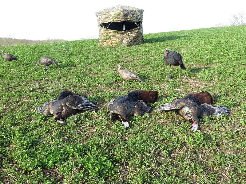 Turkeys 2014