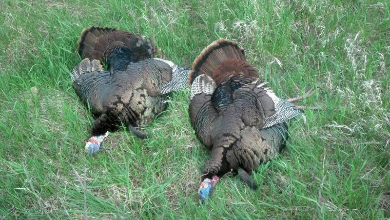 Turkeys